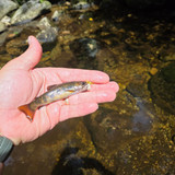 70 Bens 1st Maine Brook Trout, Bear River, Maine