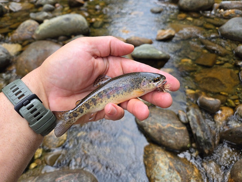 95 West Branch Peabody Wild Rainbow.jpg