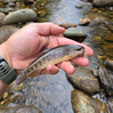 95 West Branch Peabody Wild Rainbow