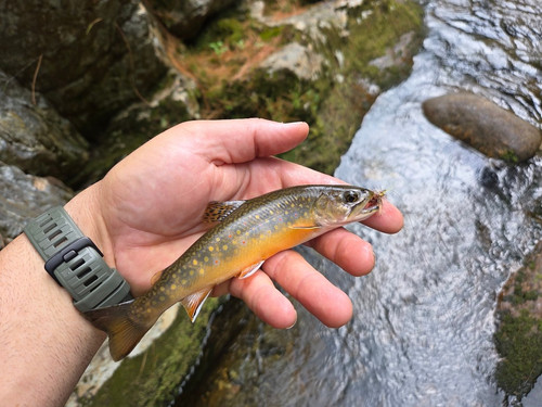 99 West Branch Peabody Brookie.jpg