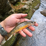 99 West Branch Peabody Brookie