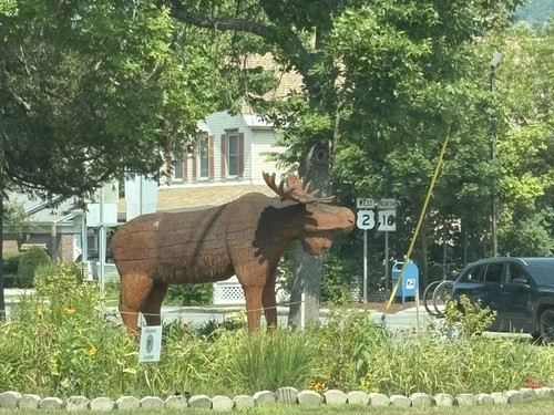 103 Gorham Wood Moose (only 1 we saw).jpg