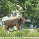 103 Gorham Wood Moose (only 1 we saw)
