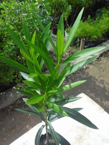 karabi plant 500x500.jpg