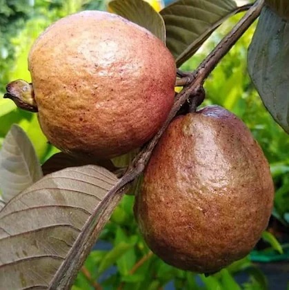 online plant bazar red alltime m.jpg