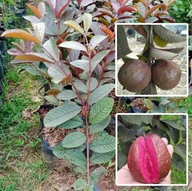 online plant bazar red alltime m.jpg