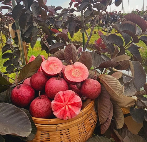 red guava plant.jpg