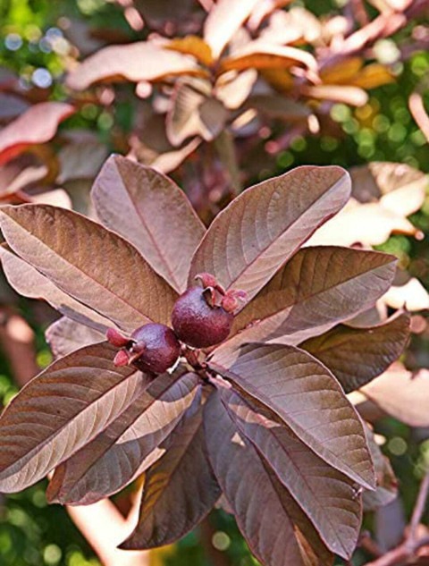 no biennial yes thai red guava p.jpg