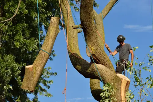 The Expert in Blue Mountains Tree Removal.webp
