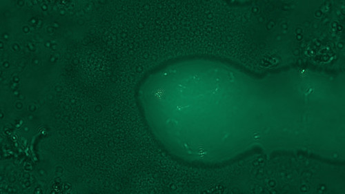 NIS L Image 000.jpg