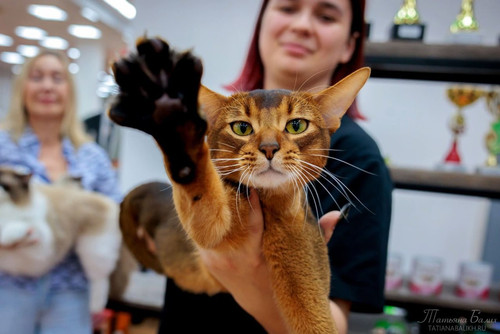 G dvR fXsAA59Ug?format=jpg.jpg