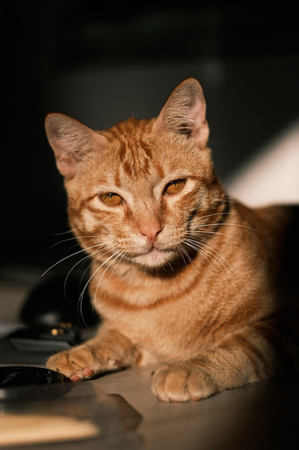 cat 1768241968 9315900.jpg