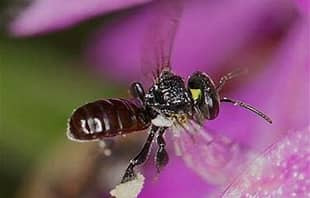bee.jpg