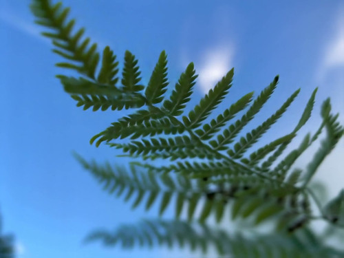 frame horizontal 020.jpg