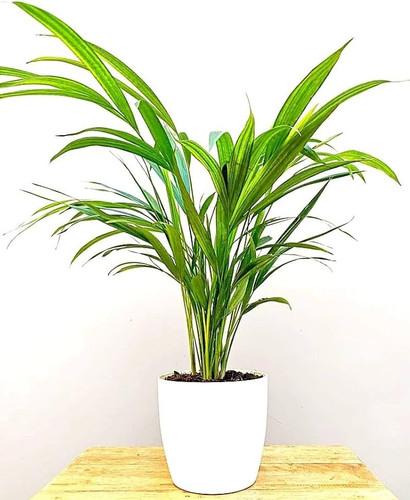 61RxYyT6QlL. AC UF1000,1000 QL80.jpg