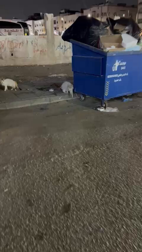 y3Kau5dZd9pgukt .jpg