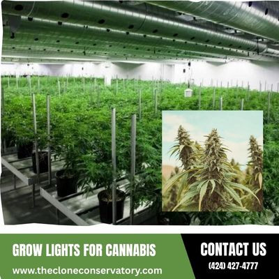 Grow Lights For Cannabis.jpg