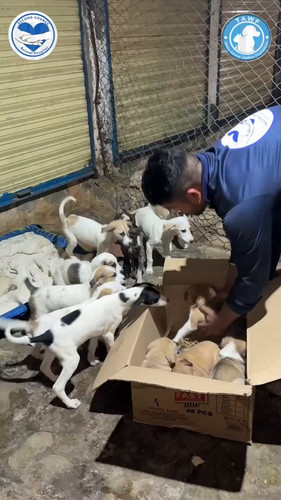 Vw2Sv194wfXDz CL.jpg