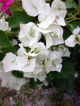 online plant bazar white bougain (1).jpg