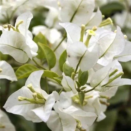 online plant bazar white bougain.jpg