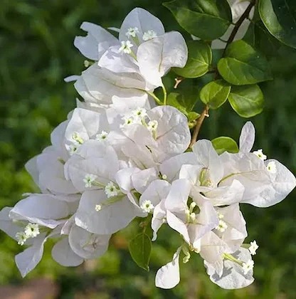 zomoloco bougainvillea plantkaga.jpg