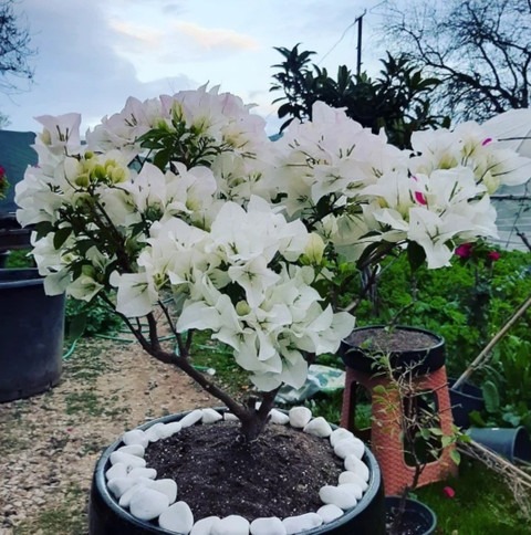 no biennial yes whitebougainvill.jpg