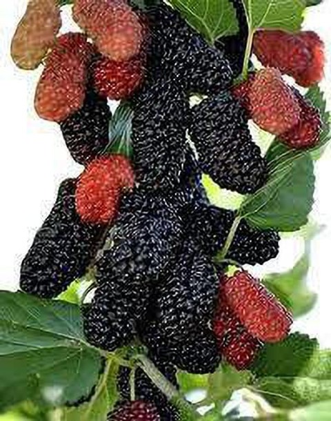yes annual yes mulberry model vi.jpg