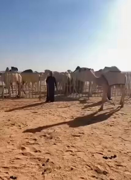 rx0mowqMlqHrR Dc.jpg