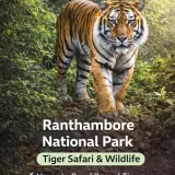 Ranthambore Is A Tiger Safari You Can't Miss