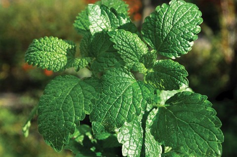 yes annual no mint leaves plant.jpg