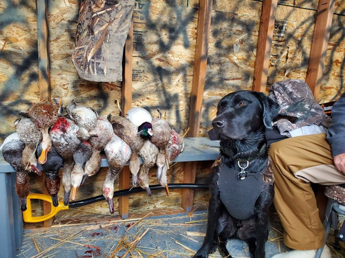Colorado Guided Duck Hunt - Birds and Bucks Outdoors.jpg