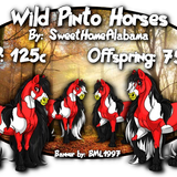 wild pinto horses