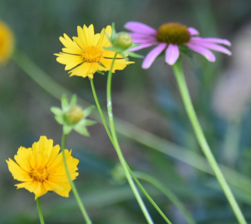 G ZOPIkWIAAwY4Y?format=jpg.jpg