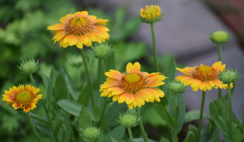 G ZOPKuW8AAxKHu?format=jpg.jpg