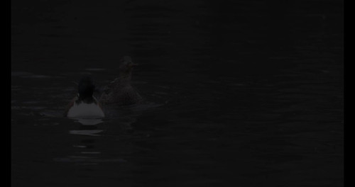 Q xOgqoQFCmG504r.jpg