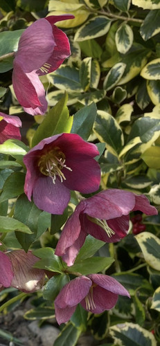 G cVsYZWwAAaSKT?format=jpg.jpg