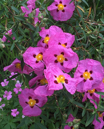 G cw CyWAAE8qvA?format=jpg.jpg