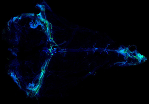 G Ya iJWkAApV03?format=jpg.jpg