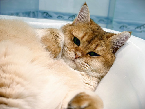 G aEkWeW8AAEXdE?format=jpg.jpg