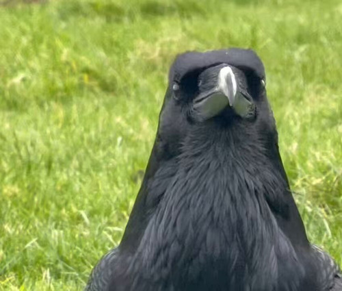 LMEQ PA79skMldRr.jpg