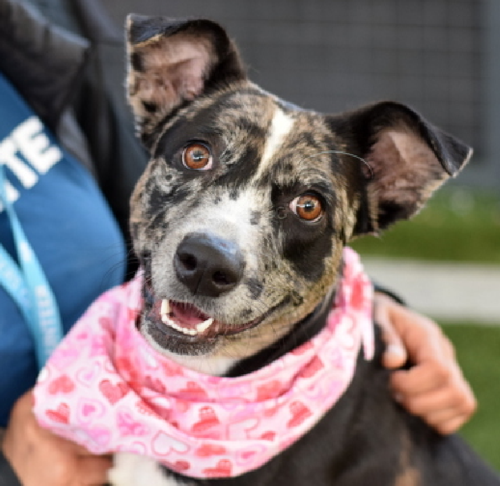 G eZrRJbsAAIgFl?format=png.png