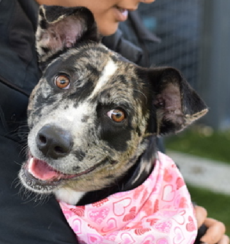 G eZvc9aQAAveH8?format=png.png