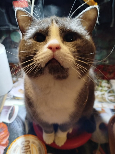 G dB uvWAAARqla?format=jpg.jpg