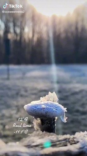 LJJbf XcOrl7C7lB.jpg