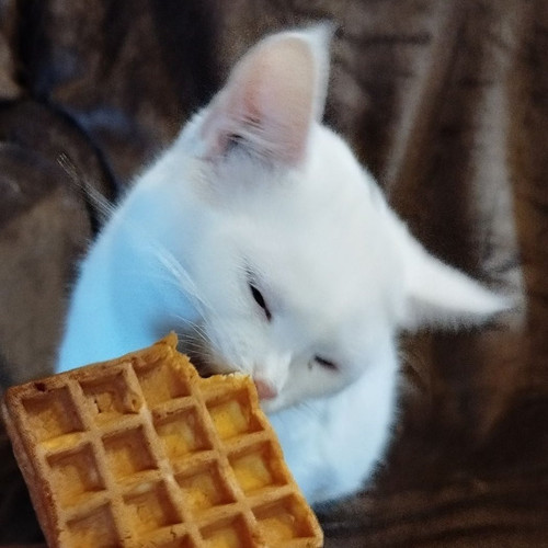 G d8pA0WcAAIJhn?format=jpg.jpg