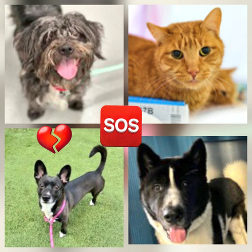 G didcCbAAAFQiY?format=jpg.jpg