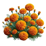 image removebg preview (28).png