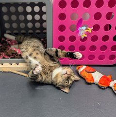 G XSVyDbAAAebSL?format=png.png