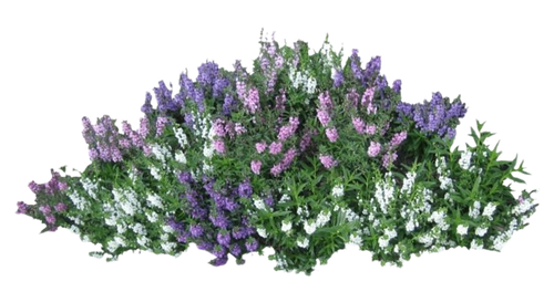 image removebg preview (29).png