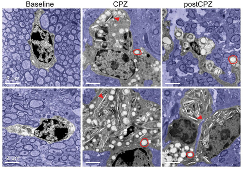 G d5wZ4XQAAEYZ3?format=jpg.jpg